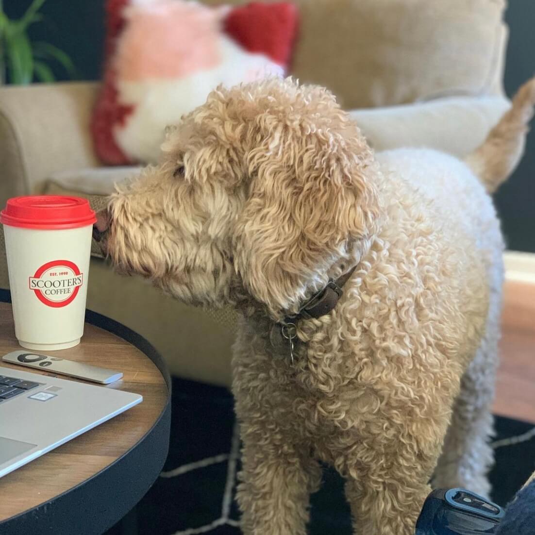 Dog smelling coffee cup