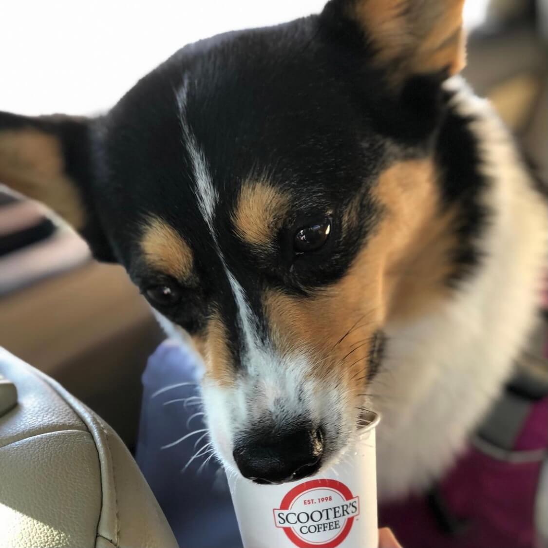 Dog in car licking whipped cream from a pup cup