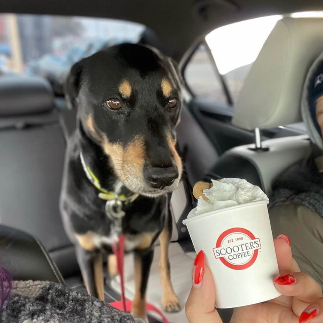 Dog in car looking at whipped cream in a pup cup