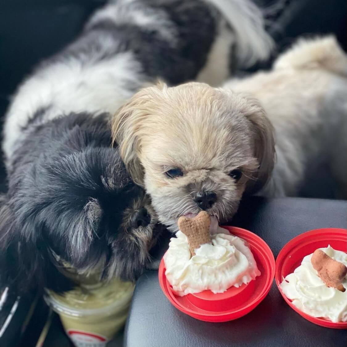 Dogs in car looking at whipped cream in a pup cup