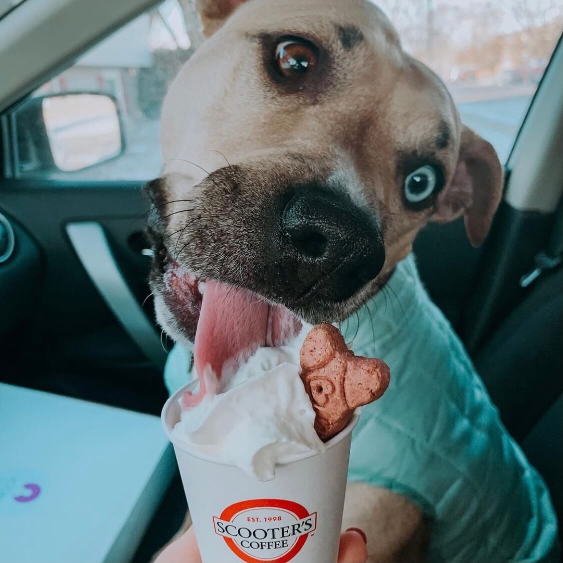 Dog in car licking whipped cream from a pup cup