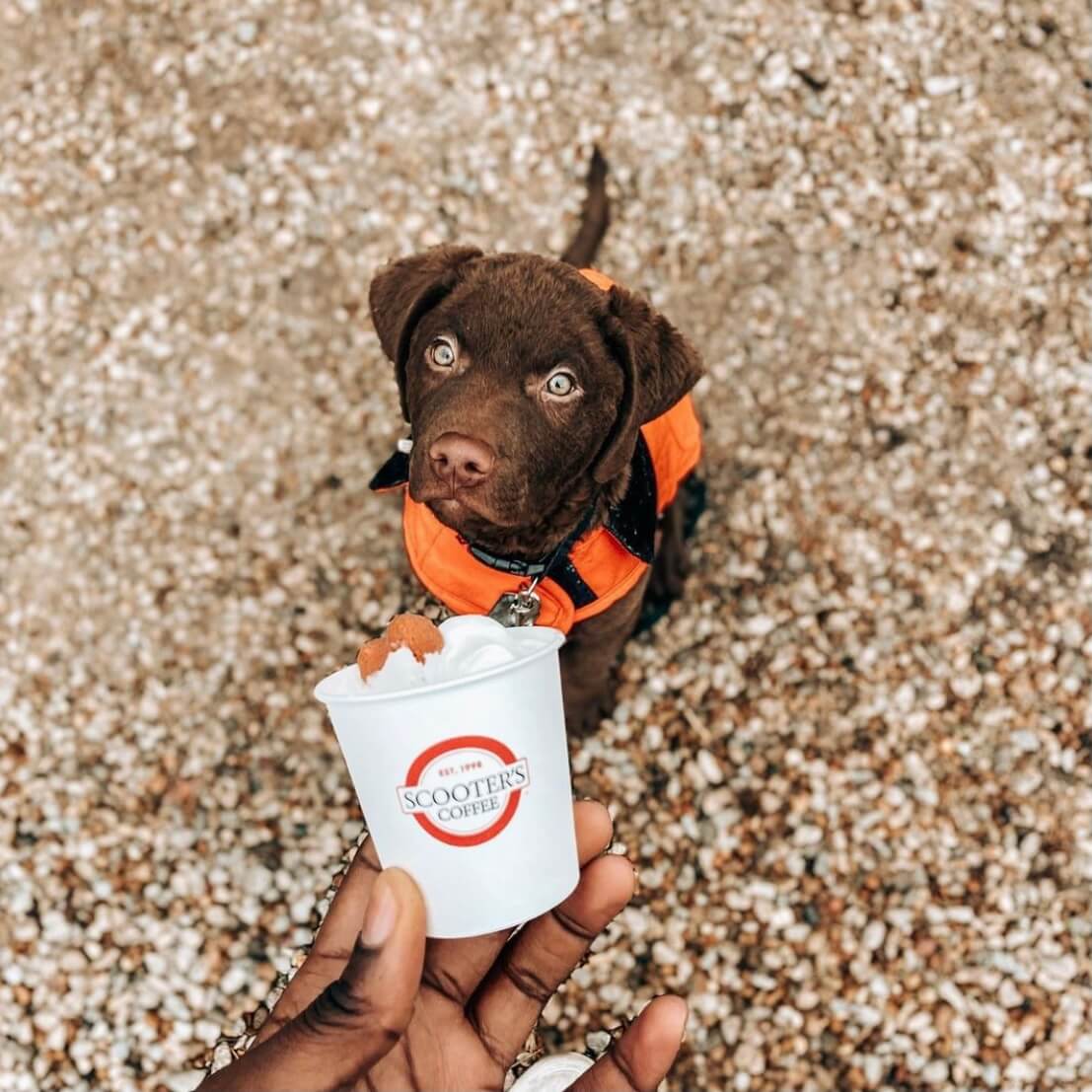 Person holding small cup of whipped cream above sitting brown dog